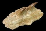 Mosasaur (Halisaurus) Jaw Section with Two Teeth - Morocco #164056-4